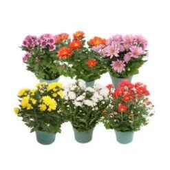 Mum Plant Assorted, 6" Pot
