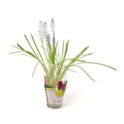 Muscari Plant Blue 6" Pot