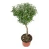 Myrtle Topiary 4" Pot
