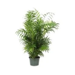 Neanthe Bella Palm, 6" Pot