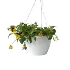 Pansy Trailing 10" Pot Assorted