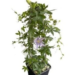 Passion Vine Plant Blooming, 7" Pot