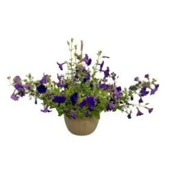 Petunia Hanging Basket 10" - Assorted Colors