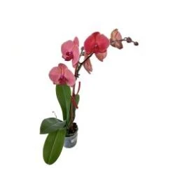 Phalaenopsis Orchid Coral Orange, 6" Pot