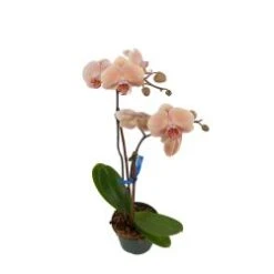 Phalaenopsis Orchid Plant Seasonal Colors 6" Pot