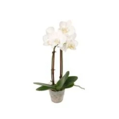 Phalaenopsis Orchid Plant 4" White Mini,