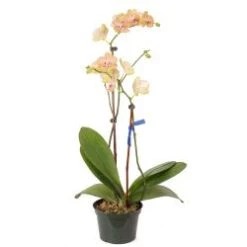 Phalaenopsis Orchid Premium Kaleidoscope, 6" Pot, Mustard