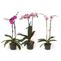 Phalaenopsis Orchid Plant, Lavender/Purple - 6" Pot