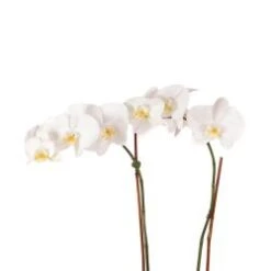 Phalaenopsis Orchid Plant, White - 6" Pot