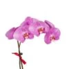 Phalaenopsis Orchid Plant, Purple - 4-6" Pot