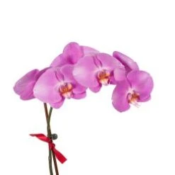 Phalaenopsis Orchid Plant, Purple - 4-6" Pot
