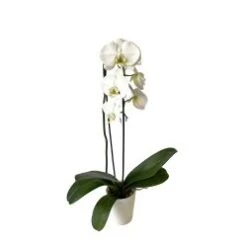 Phalaenopsis Orchid Plant, White - 4-6" Pot