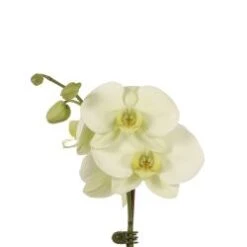 Phalaenopsis Orchid Plant 4 - 6 Inch Pot, Green