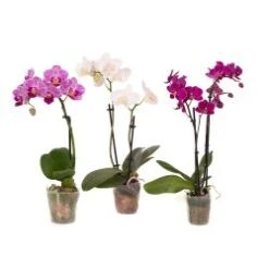 Phalaenopsis Orchid Plant 3" Micro Mini Assorted Colors