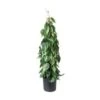 Philodendron Brasil With Pole, 8" Pot