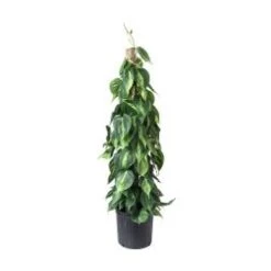 Philodendron Brasil With Pole, 8" Pot