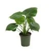 Philodendron Plants Assorted, 6" Pot