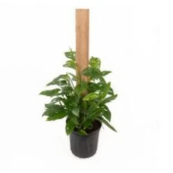 Philodenron Monstera 8" Pot