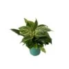Philodendron Birkin 4" Pot