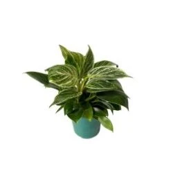 Philodendron Birkin 4" Pot