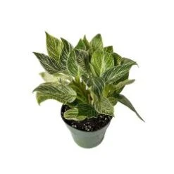 Philodendron Birkin, 6" Pot