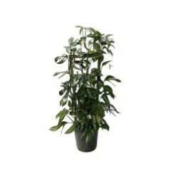 Philodendron Decursiva 14" Dragon's Tail Trellis