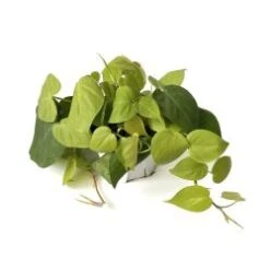 Philodendron Lime 6" Pot