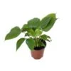 Philodendron Maggy 4" Pot