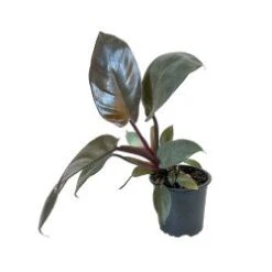 Philodendron Cordatum Pole 8" Pot