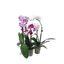 Phalaenopsis Orchid 4" Pot, Assorted Colors, 5-9 Blooms