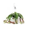 Pitcher Plant 6" Hanging Basket