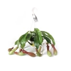 Pitcher Plant 6" Hanging Basket