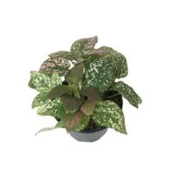 Polka Dot Plants, 4" Pot