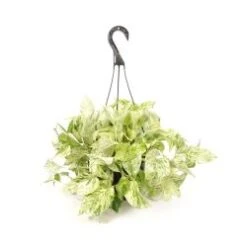 Pothos Plant Hanging Pearls And Jade 8" Pot