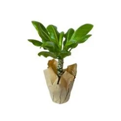Palm Hawaiian 5" Pot