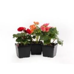 Reiger Begonia Plant, Assorted Colors - 4.5" Pot
