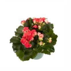 Reiger Begonia Pink 6" Pot