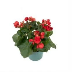 Reiger Begonia Red 6" Pot