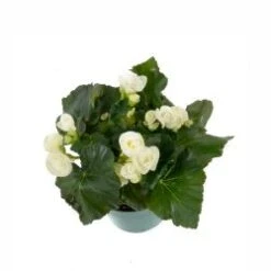 Reiger Begonia Plant White, 6" Pot