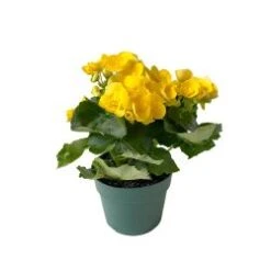 Reiger Begonia Yellow 6'''''''' (Pack 6)