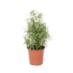 Rosemary Cone 5." Pot