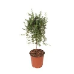 Rosemary Topiary 6.5" Pot 24" Tall