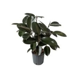Rubber Plant Burgundy 10" Pot
