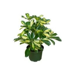 Schefflera Plant, 6" Pot