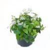 Shamrock - Oxalis Lavender 6" Pot