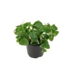 Shamrock / Oxalis 6" Pot Green