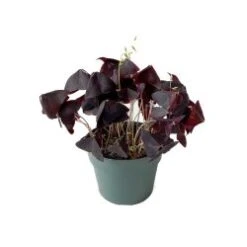 Shamrock - Oxalis Red, 4" Pot