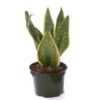 Snake Plant 4"- 6" Pot