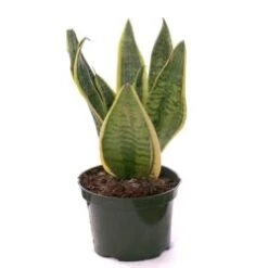 Snake Plant 4"- 6" Pot