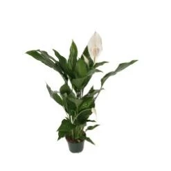 Spathiphyllum (Peace Lily) 4" Pot